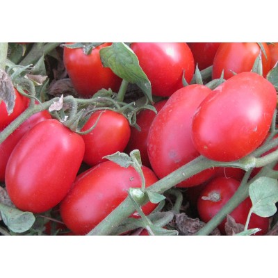 Семена детерминантного томата 1509 F1 среднеранний, (500 нас.) Lark Seeds